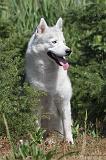 SIBERIAN HUSKY 073